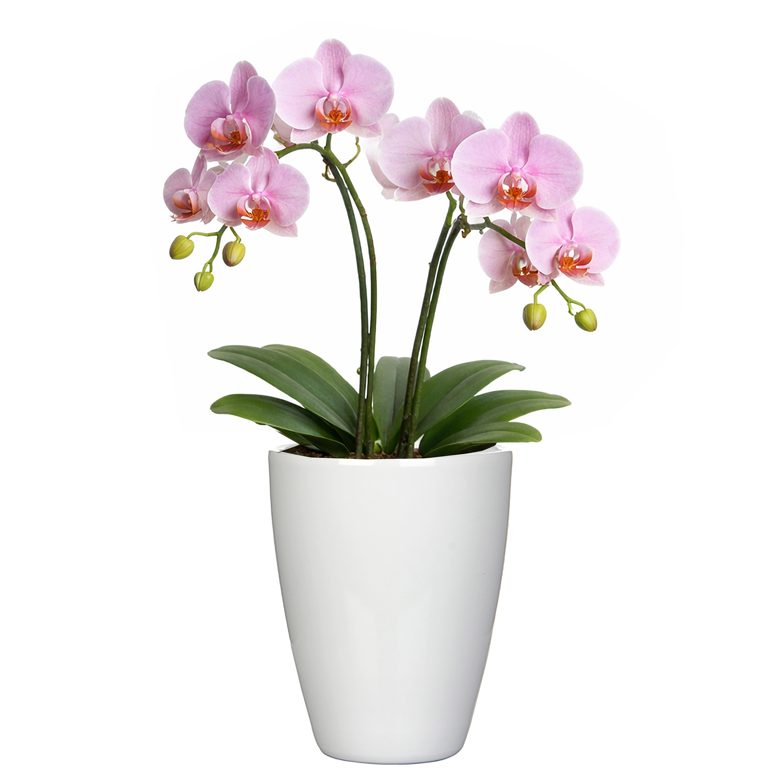 3 x Orchideentöpfe "TUSCA"  - H 17 cm - Ø 13,5 cm
