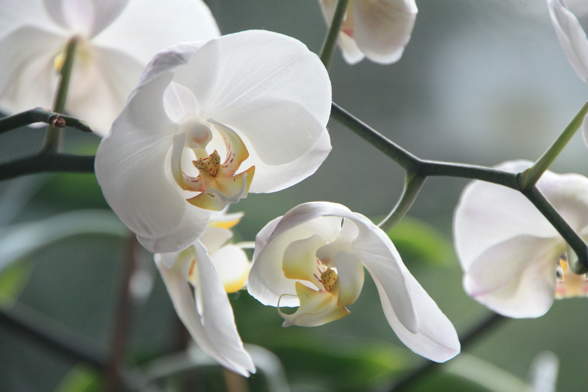 Orchidee Übertopf "Merle" aus Keramik