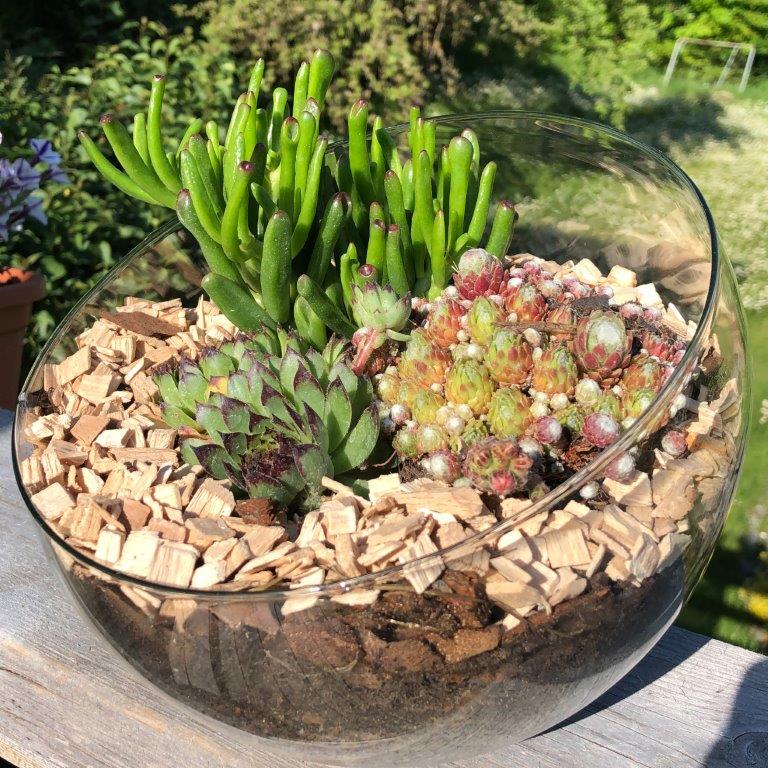 XXL Pflanzenterrarium- Nur noch Pflanze dazu - Fertig H ca. 20 cm