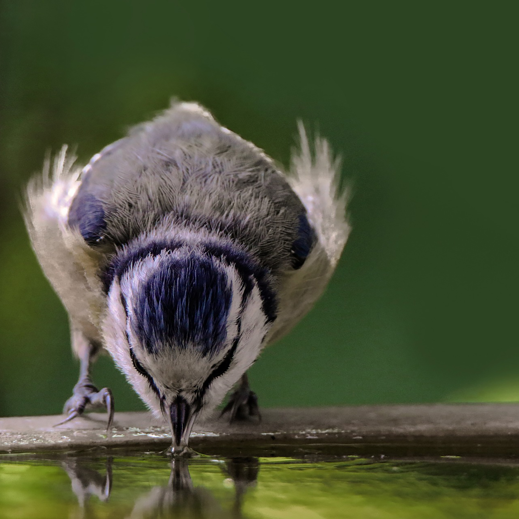 Vogeltränke aus Gusseisen zum Hängen