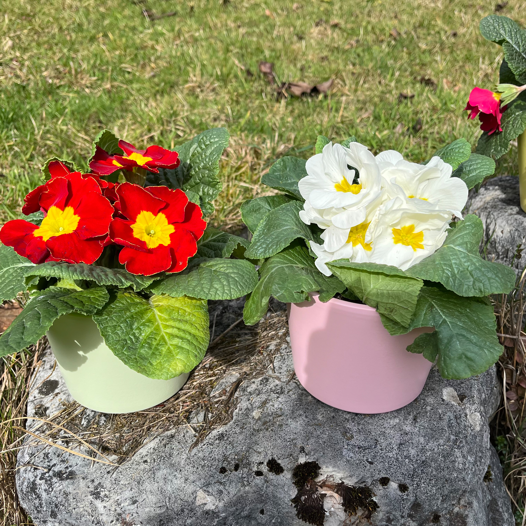 Blumenübertopf für Primeln H 9,3 cm - 12 cm