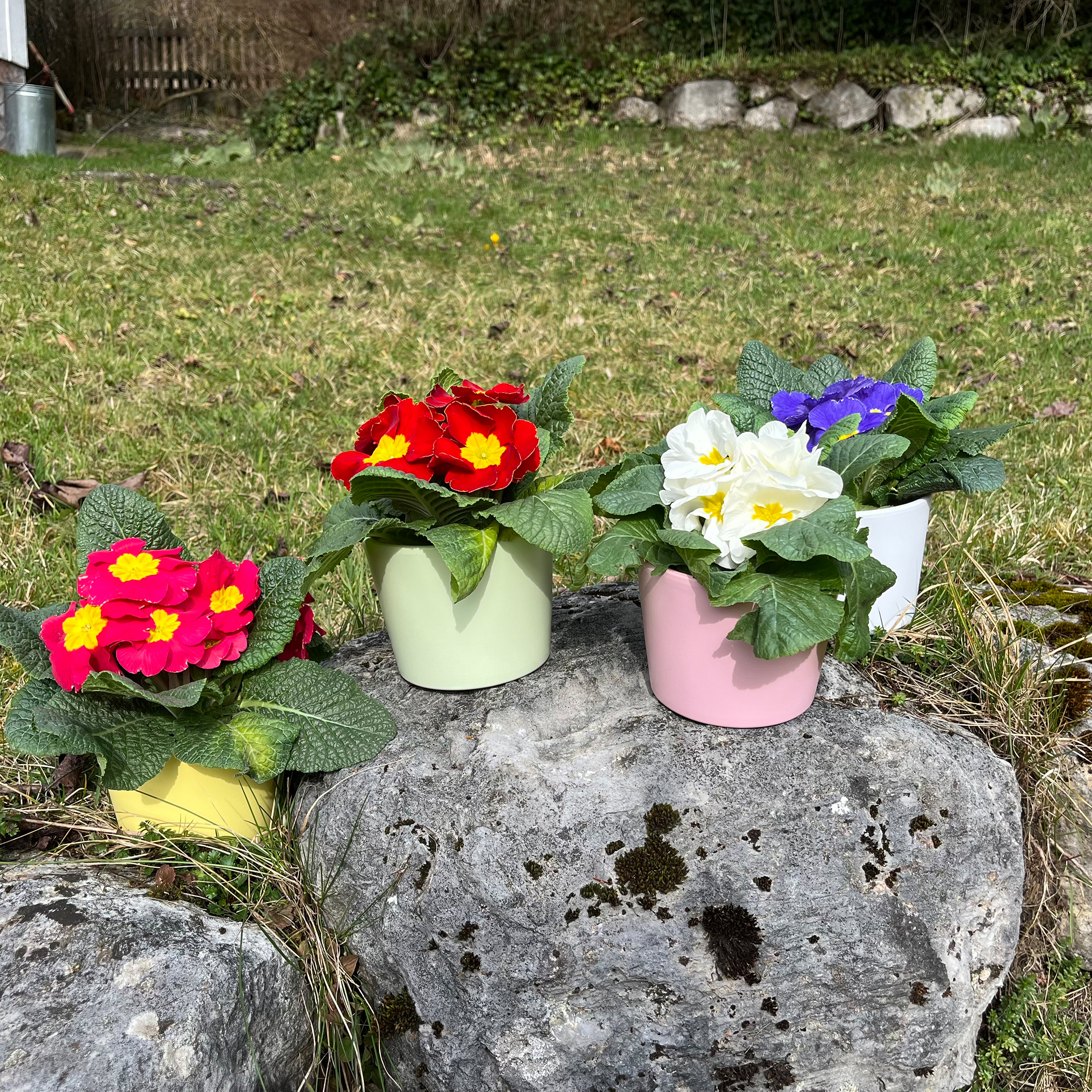 Blumenübertopf für Primeln H 9,3 cm - 12 cm