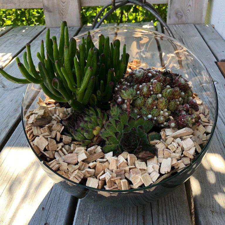 XXL Pflanzenterrarium- Nur noch Pflanze dazu - Fertig H ca. 20 cm