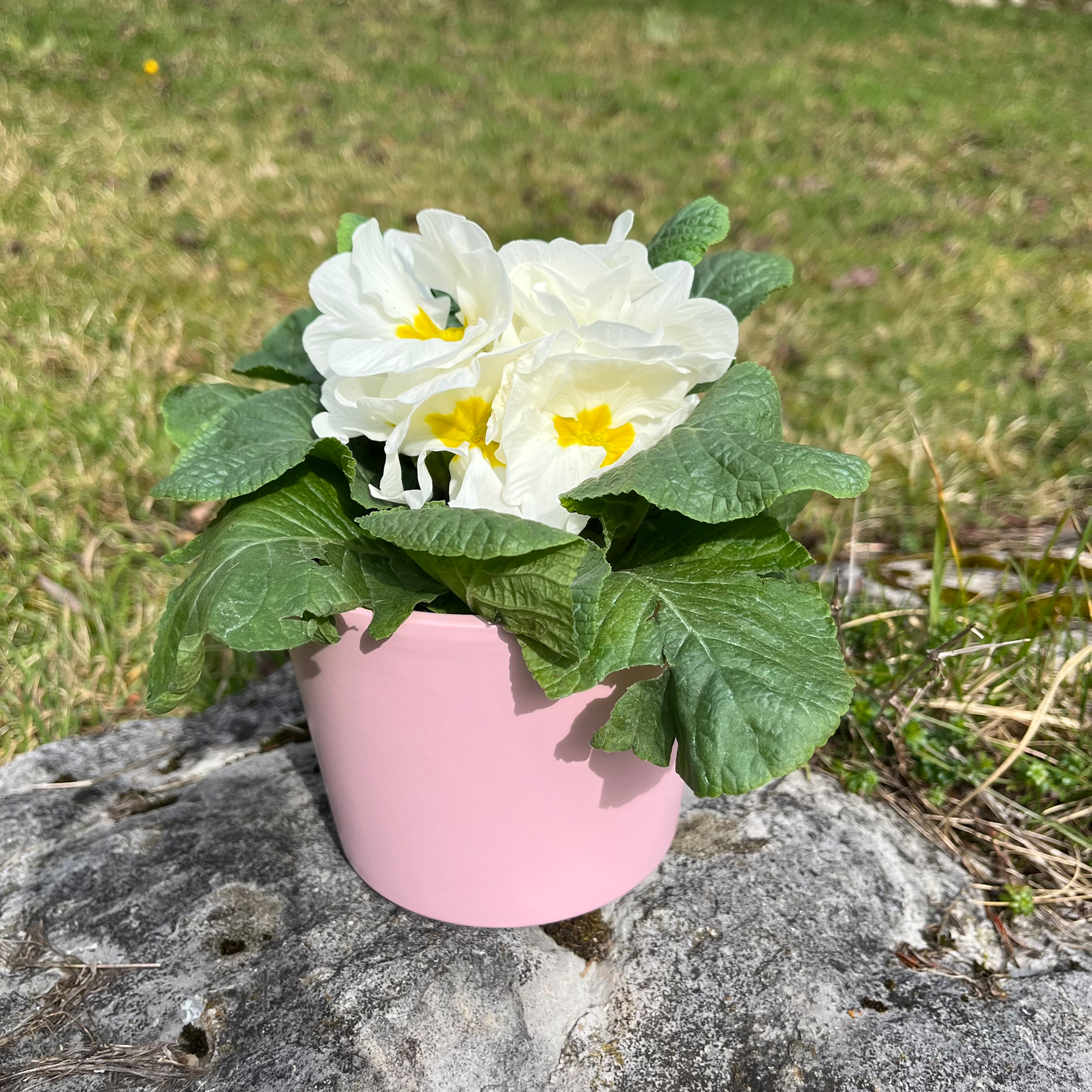 Blumenübertopf für Primeln H 9,3 cm - 12 cm