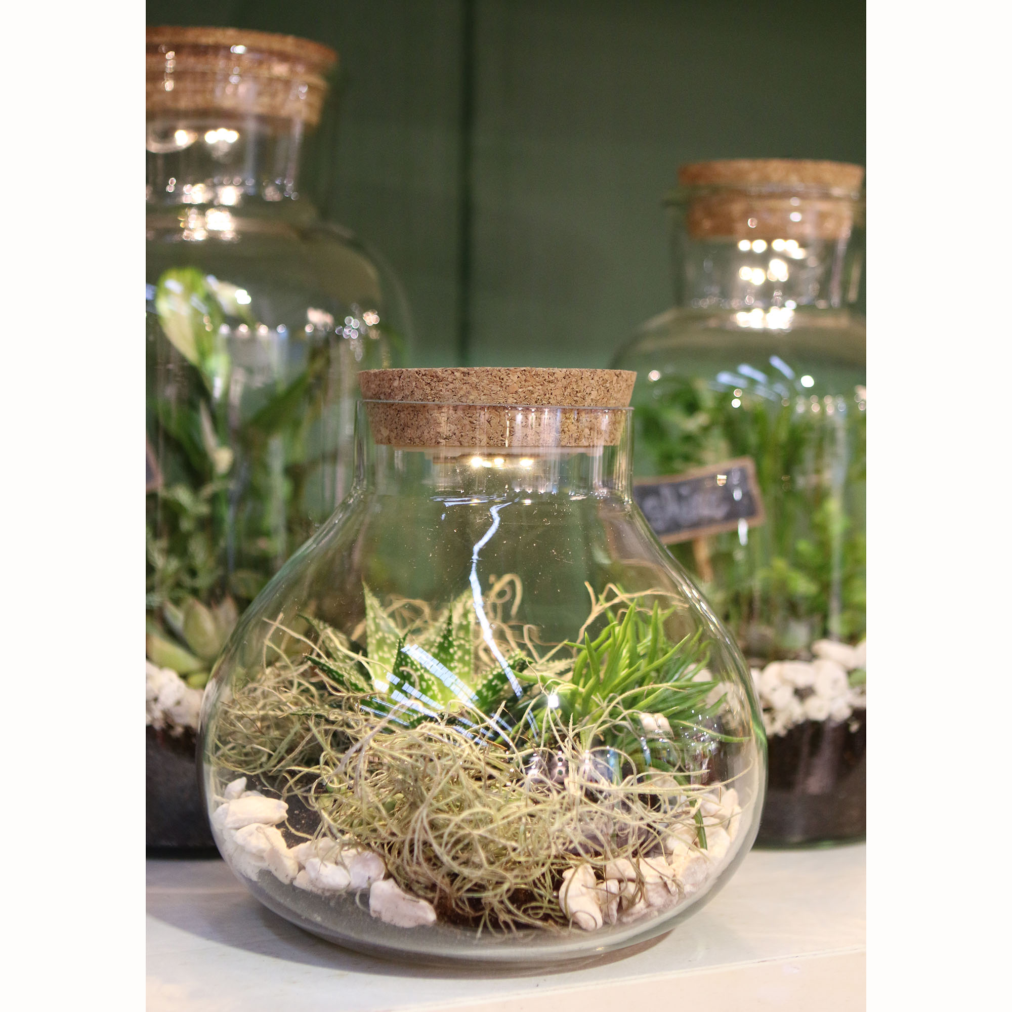 Pflanz-Terrarium mit Korken und LED-Beleuchtung
