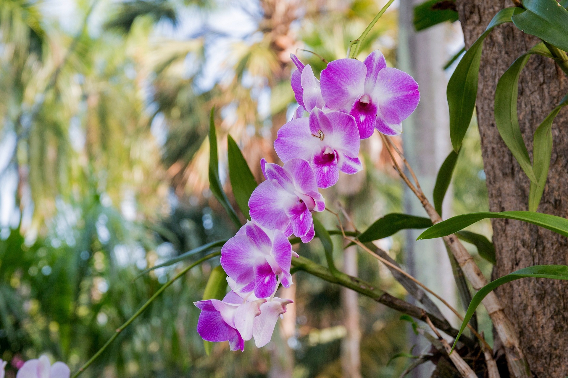 Orchidee Übertopf "Merle" aus Keramik