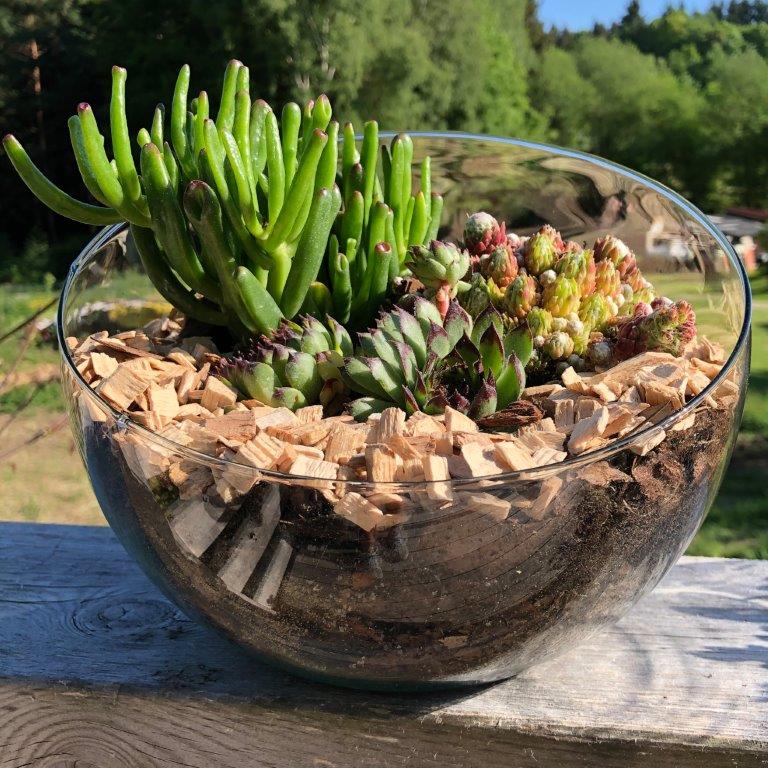 XXL Pflanzenterrarium- Nur noch Pflanze dazu - Fertig H ca. 20 cm