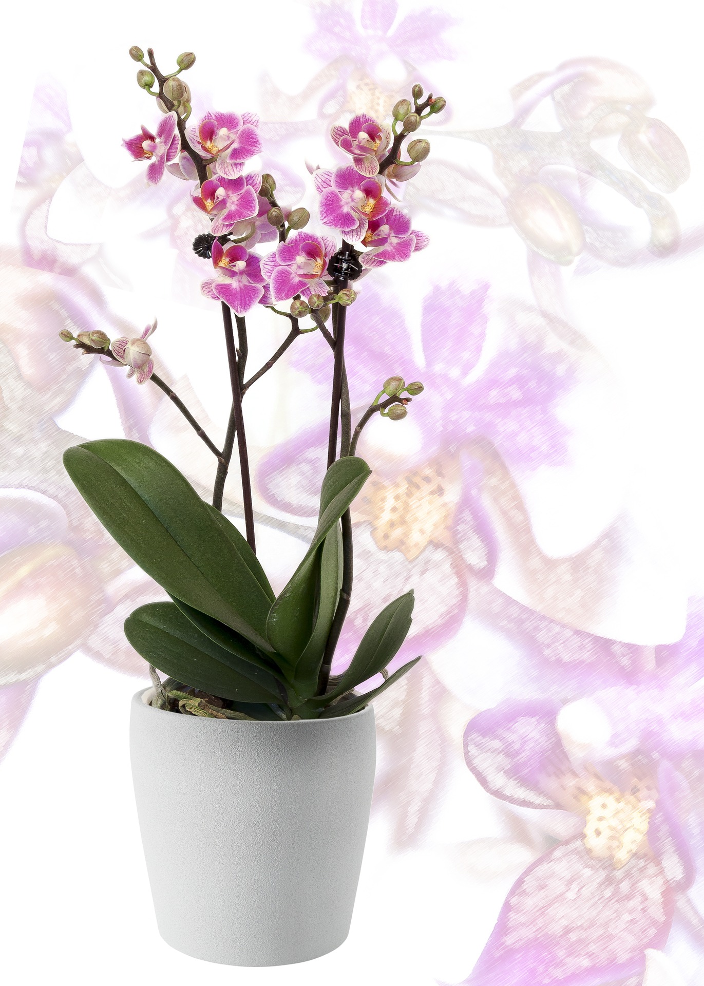 Orchideen Übertopf "Ella" aus Keramik Ø 13 cm - H 15,5 cm