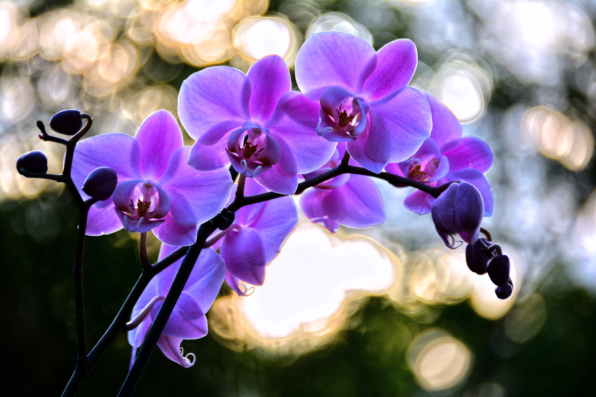 Orchidee Übertopf "Merle" aus Keramik