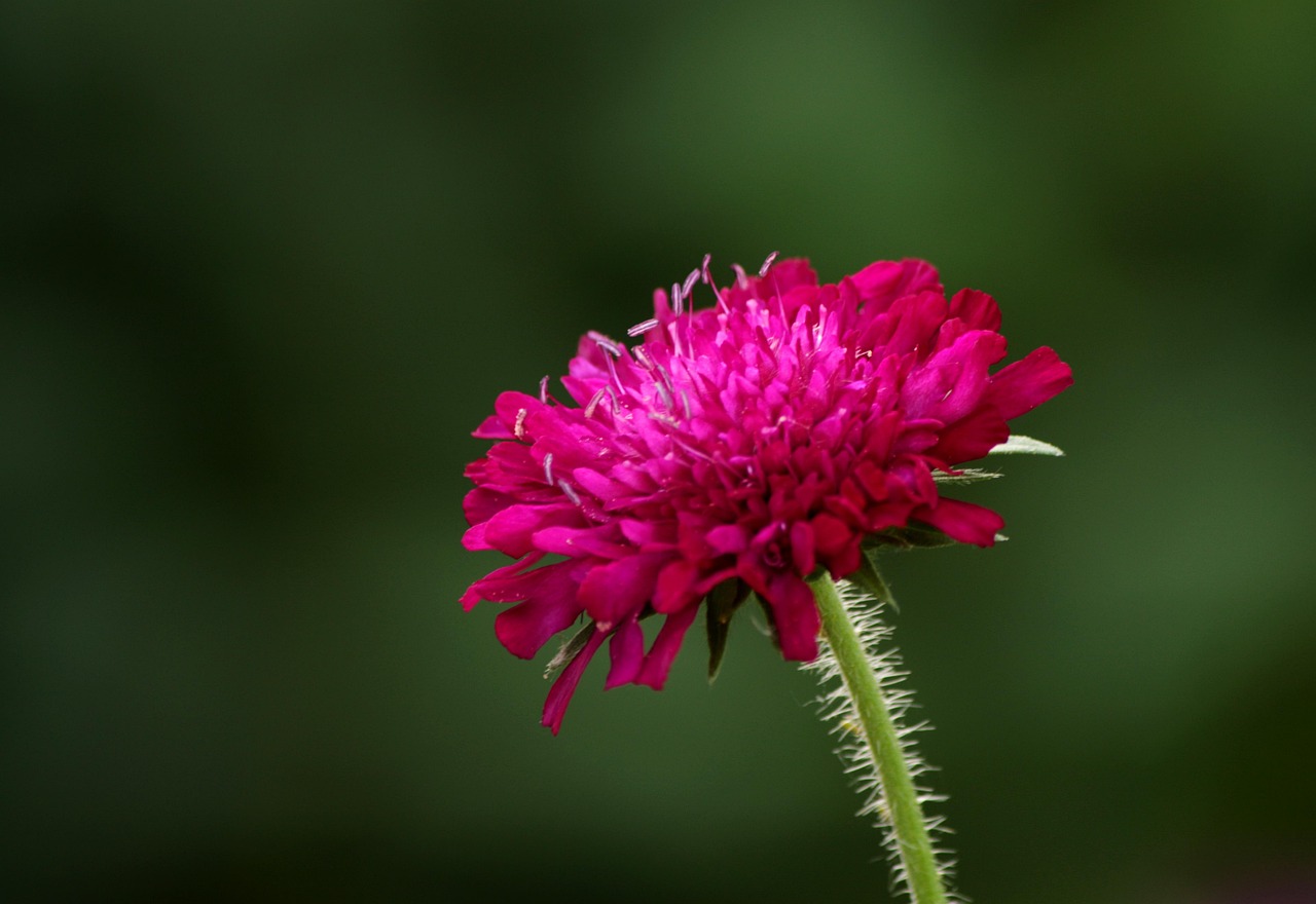 knautia-macedonica-5276008_1280