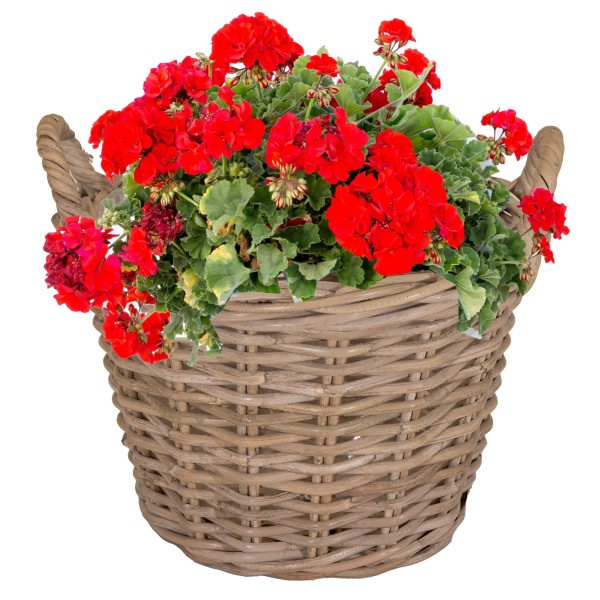 Pflanzkorb aus Weide mit Henkel/Innenfolie