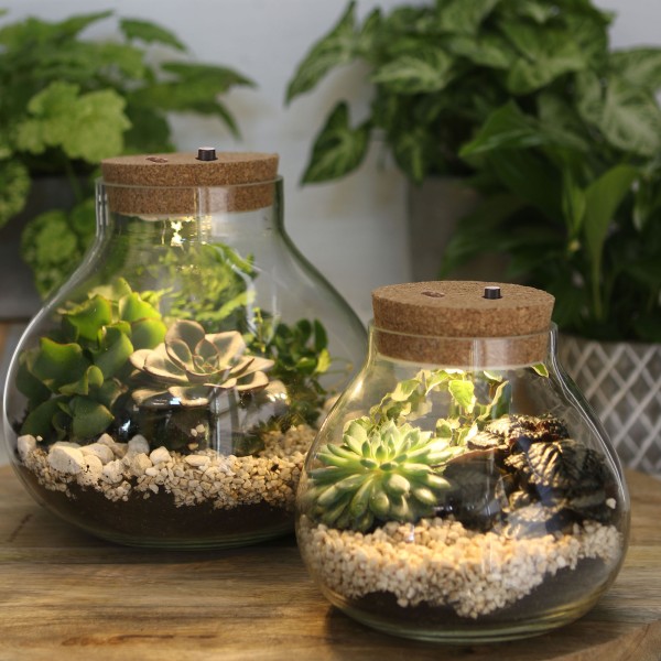 Pflanz-Terrarium mit Korken und LED-Beleuchtung