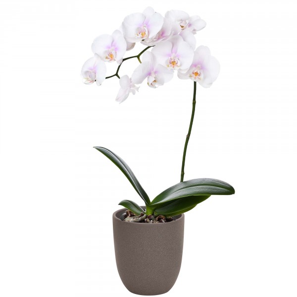 Orchideentopf und Blumenübertopf "Magnus" in vielen Größen