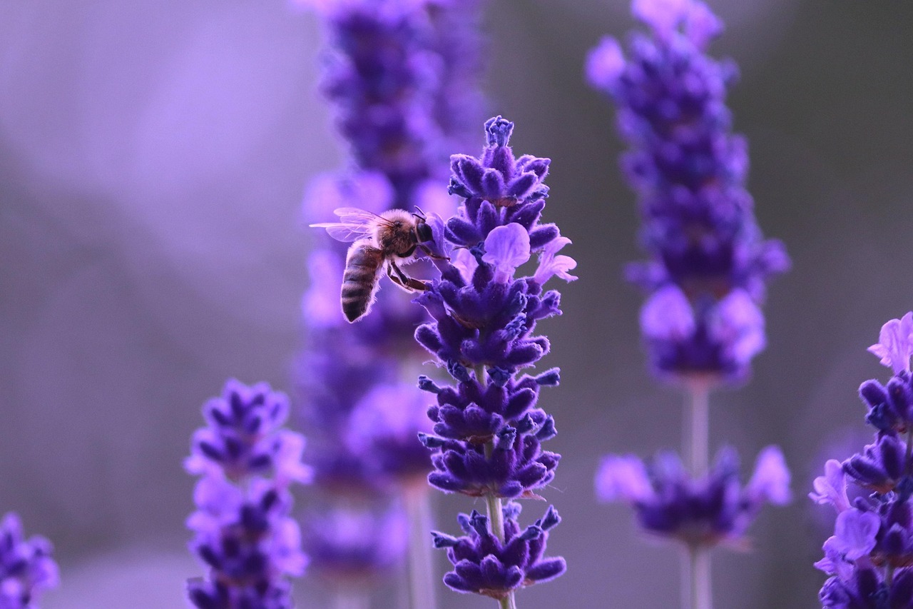 lavender-8075280_1280aRSH3oKGSvPi1